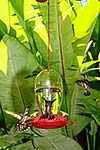 Hummingbirds at Casa Iguana